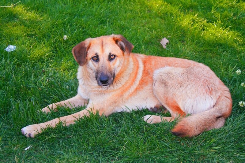 dog in garden