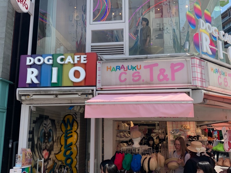 Dog Cafe Rio in Harajuku, Tokyo